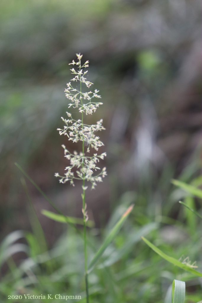 A grass plant blooming with seeds. Photo ©2020 Victoria K. Chapman.