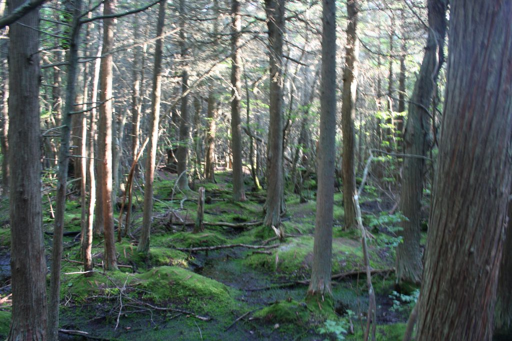 White Cedar Swamp in Cape Cod. Photo by Victoria K. Chapman. 2011.