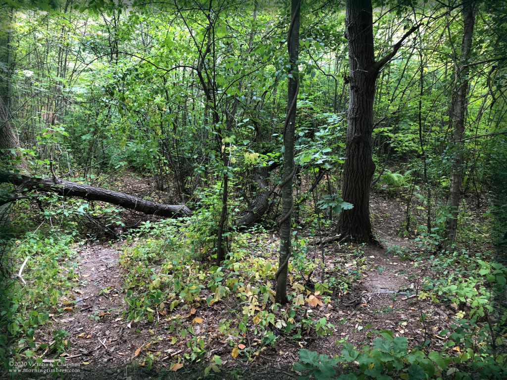 A small wooded path is blocked by a tree on the left, but there is a detour path on the right. Photo by Victoria K. Chapman.