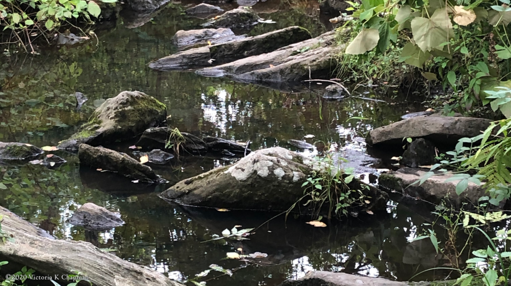 Part of the brook at Broad Meadow Brook trails in Worcester, MA.